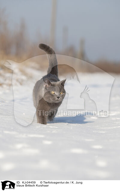 blaue Britisch Kurzhaar / blue British Shorthair / KJ-04459