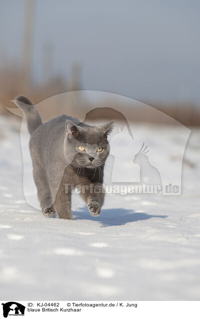 blaue Britisch Kurzhaar / blue British Shorthair / KJ-04462