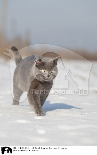 blaue Britisch Kurzhaar / blue British Shorthair / KJ-04464