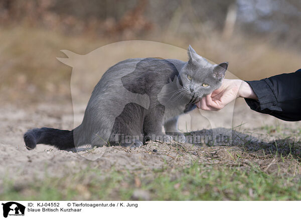 blaue Britisch Kurzhaar / blue British Shorthair / KJ-04552