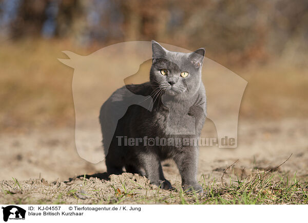 blaue Britisch Kurzhaar / blue British Shorthair / KJ-04557