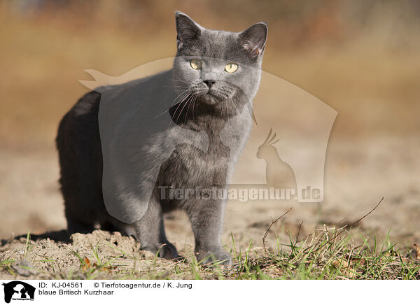 blaue Britisch Kurzhaar / KJ-04561