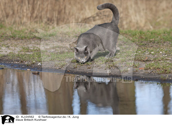 blaue Britisch Kurzhaar / blue British Shorthair / KJ-04562