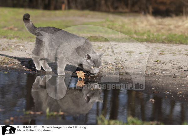 blaue Britisch Kurzhaar / blue British Shorthair / KJ-04573