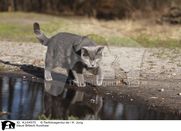 blaue Britisch Kurzhaar / blue British Shorthair / KJ-04575