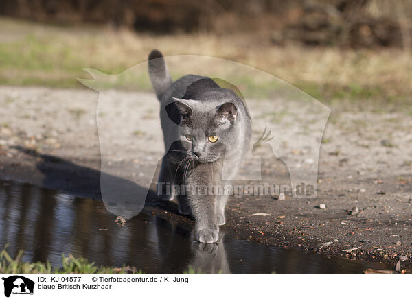 blaue Britisch Kurzhaar / blue British Shorthair / KJ-04577