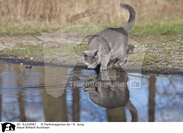 blaue Britisch Kurzhaar / blue British Shorthair / KJ-04581