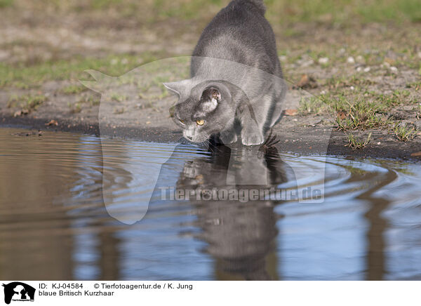 blaue Britisch Kurzhaar / blue British Shorthair / KJ-04584