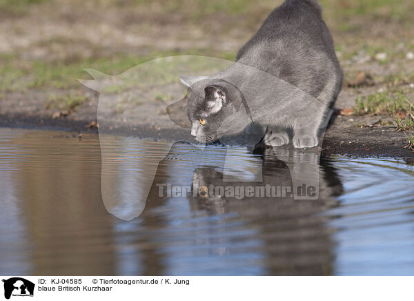 blaue Britisch Kurzhaar / blue British Shorthair / KJ-04585