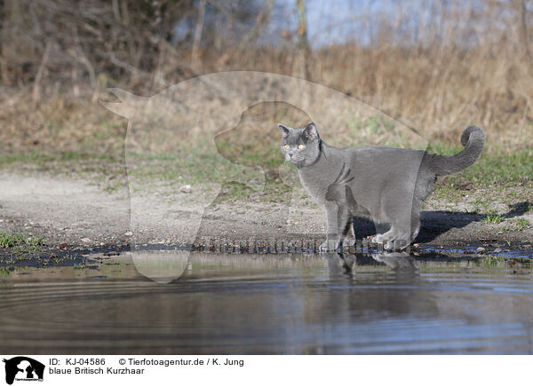 blaue Britisch Kurzhaar / blue British Shorthair / KJ-04586