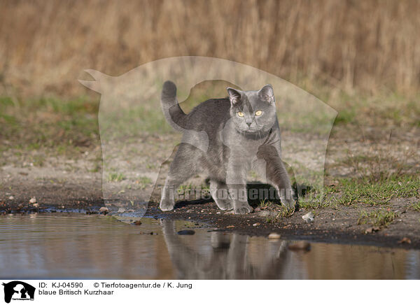 blaue Britisch Kurzhaar / blue British Shorthair / KJ-04590
