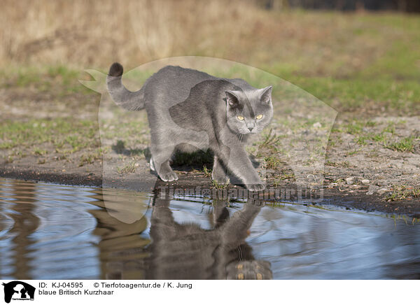 blaue Britisch Kurzhaar / blue British Shorthair / KJ-04595