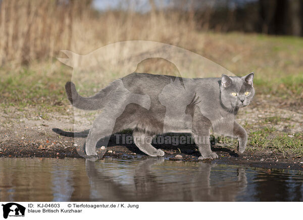 blaue Britisch Kurzhaar / blue British Shorthair / KJ-04603