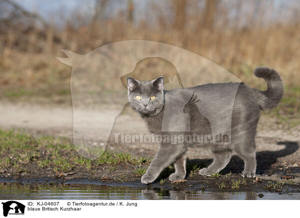 blaue Britisch Kurzhaar / blue British Shorthair / KJ-04607