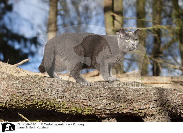 blaue Britisch Kurzhaar / blue British Shorthair / KJ-04616