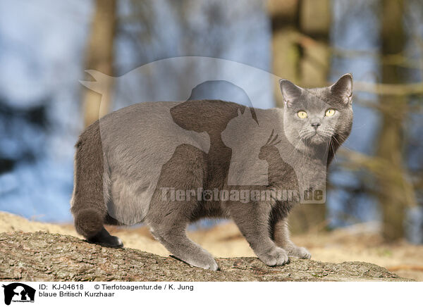 blaue Britisch Kurzhaar / KJ-04618