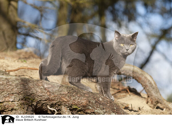 blaue Britisch Kurzhaar / blue British Shorthair / KJ-04620