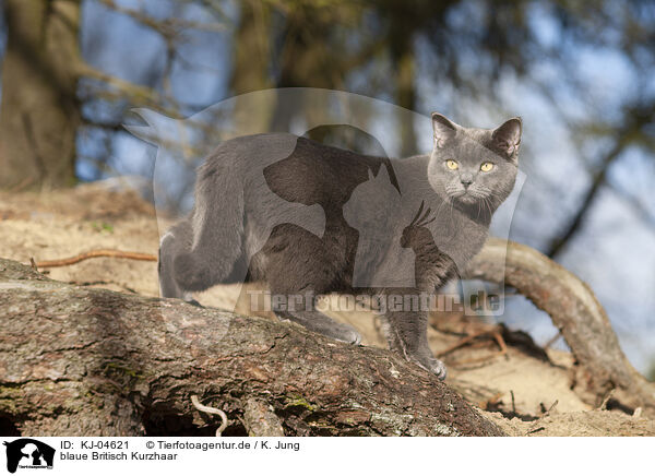 blaue Britisch Kurzhaar / blue British Shorthair / KJ-04621