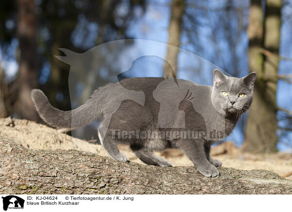 blaue Britisch Kurzhaar / KJ-04624