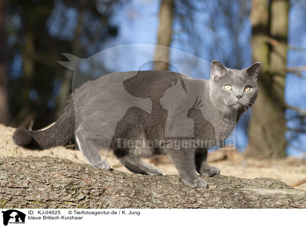 blaue Britisch Kurzhaar / blue British Shorthair / KJ-04625