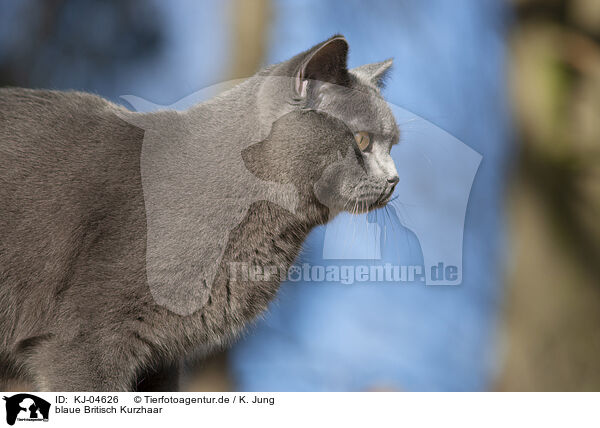 blaue Britisch Kurzhaar / blue British Shorthair / KJ-04626