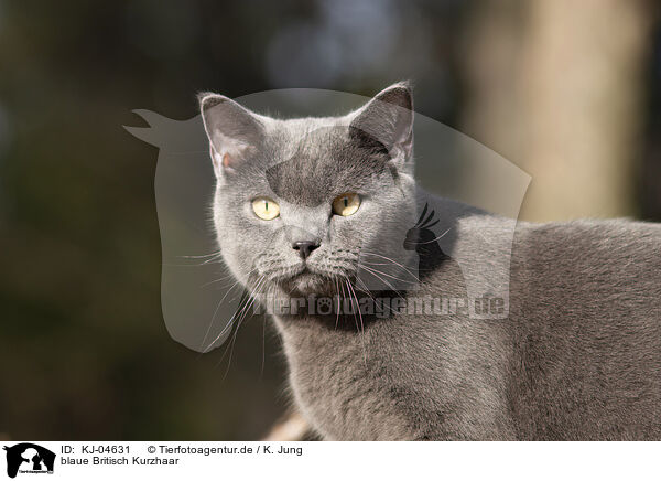 blaue Britisch Kurzhaar / blue British Shorthair / KJ-04631