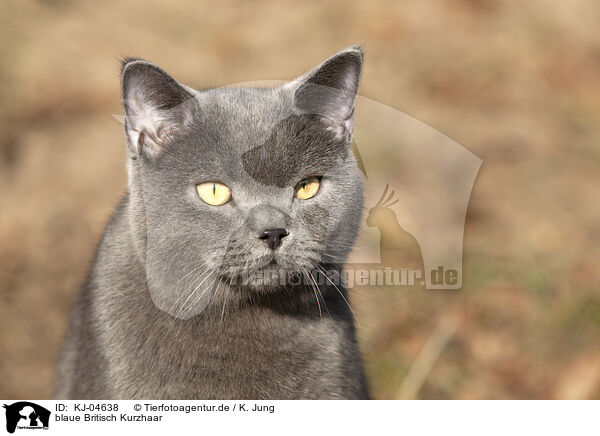 blaue Britisch Kurzhaar / blue British Shorthair / KJ-04638