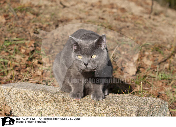 blaue Britisch Kurzhaar / blue British Shorthair / KJ-04642