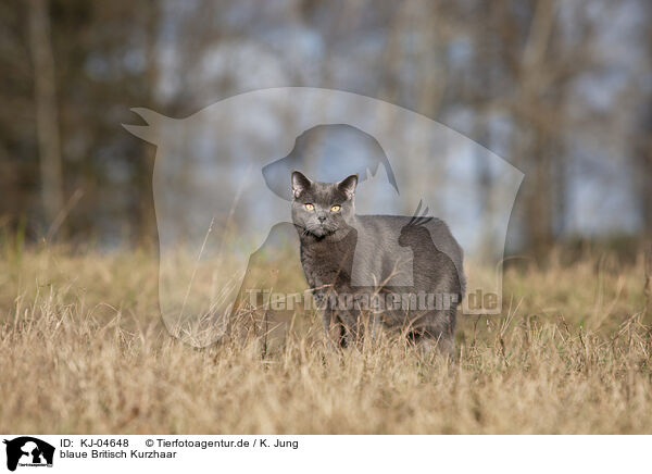 blaue Britisch Kurzhaar / blue British Shorthair / KJ-04648