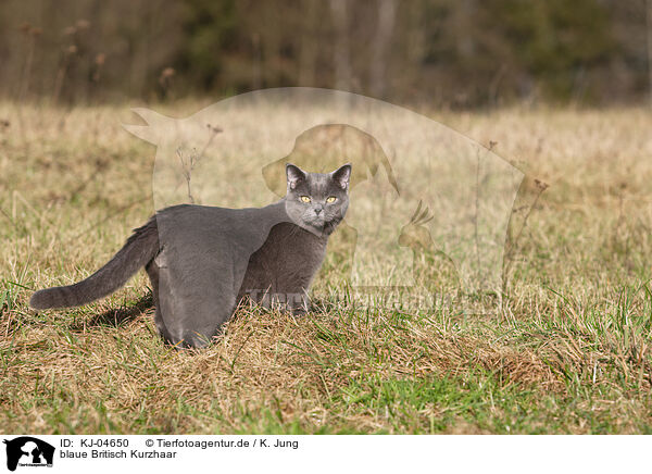 blaue Britisch Kurzhaar / blue British Shorthair / KJ-04650