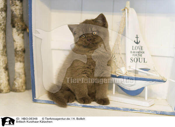 Britisch Kurzhaar Ktzchen / British Shorthair Kitten / HBO-06348