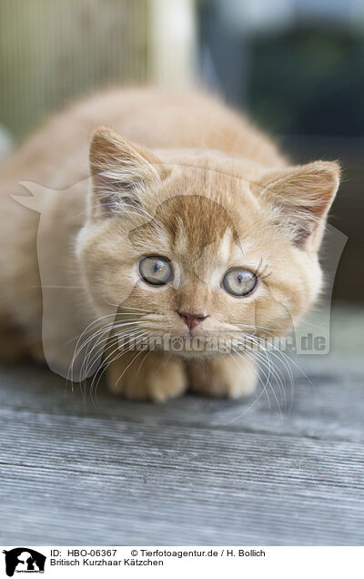 Britisch Kurzhaar Ktzchen / British Shorthair Kitten / HBO-06367