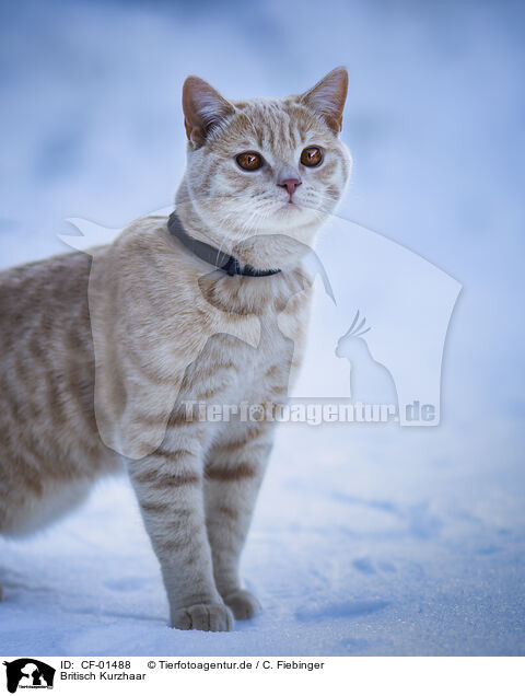 Britisch Kurzhaar / British Shorthair / CF-01488