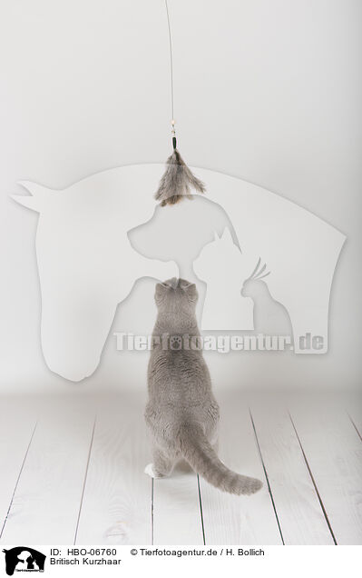 Britisch Kurzhaar / British Shorthair / HBO-06760