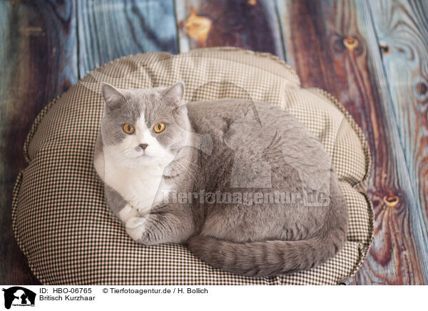 Britisch Kurzhaar / British Shorthair / HBO-06765