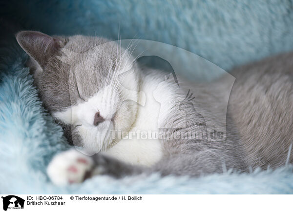 Britisch Kurzhaar / British Shorthair / HBO-06784