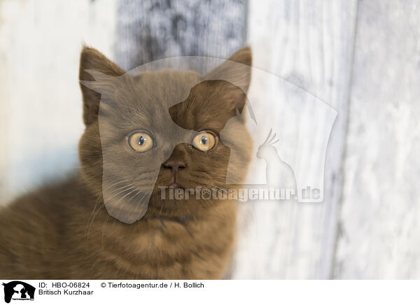 Britisch Kurzhaar / British Shorthair / HBO-06824