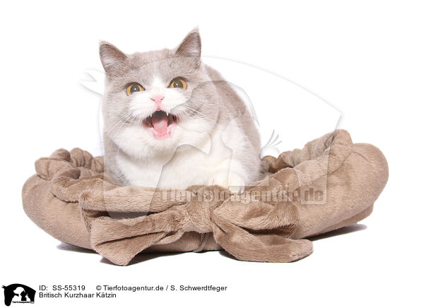 Britisch Kurzhaar Ktzin / female British Shorthair / SS-55319