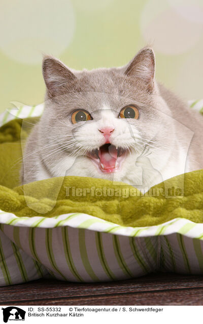 Britisch Kurzhaar Ktzin / female British Shorthair / SS-55332