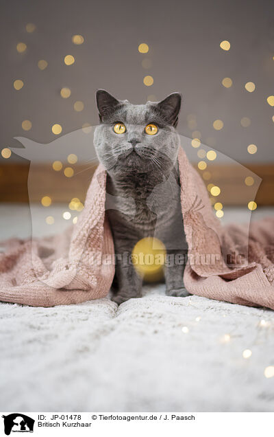 Britisch Kurzhaar / British Shorthair / JP-01478