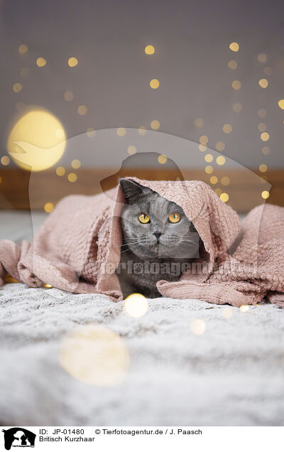 Britisch Kurzhaar / British Shorthair / JP-01480