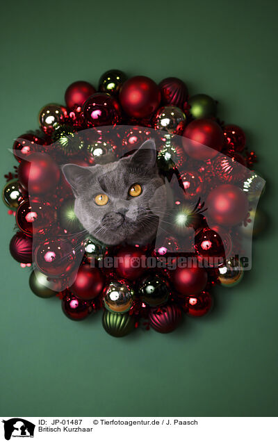Britisch Kurzhaar / British Shorthair / JP-01487