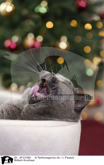 Britisch Kurzhaar / British Shorthair / JP-01490