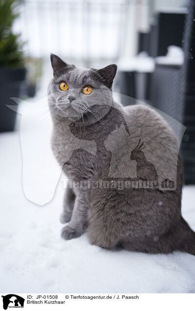 Britisch Kurzhaar / British Shorthair / JP-01508