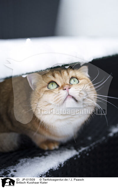 Britisch Kurzhaar Kater / JP-01509