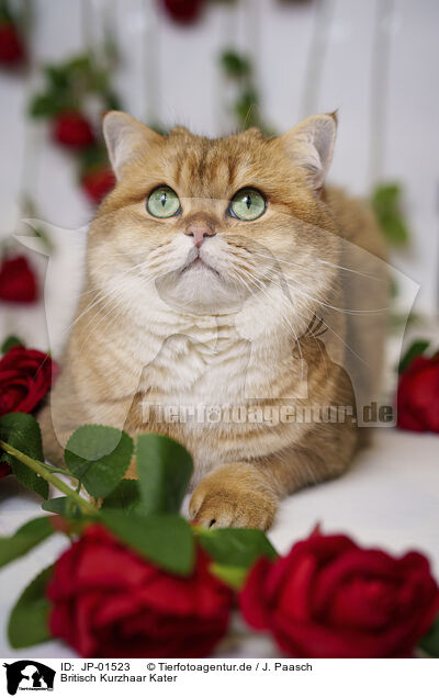 Britisch Kurzhaar Kater / JP-01523