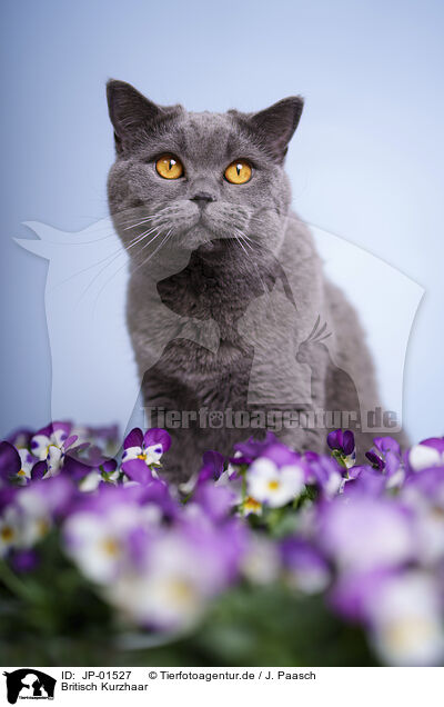 Britisch Kurzhaar / British Shorthair / JP-01527