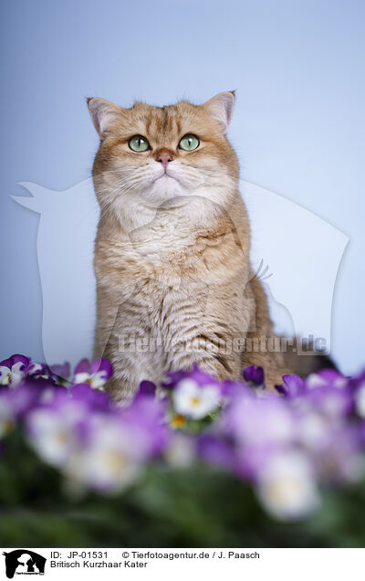 Britisch Kurzhaar Kater / British Shorthair tomcat / JP-01531