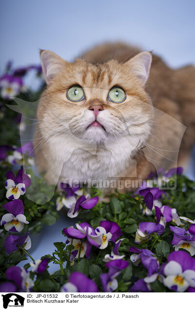Britisch Kurzhaar Kater / British Shorthair tomcat / JP-01532