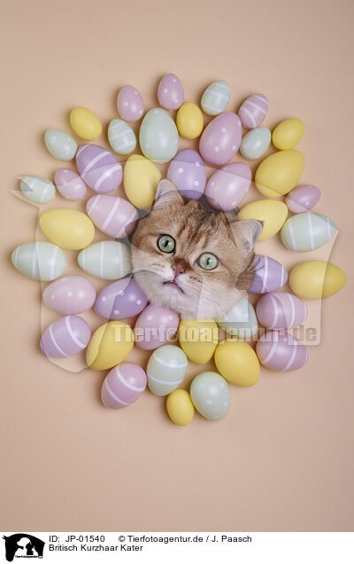 Britisch Kurzhaar Kater / British Shorthair tomcat / JP-01540